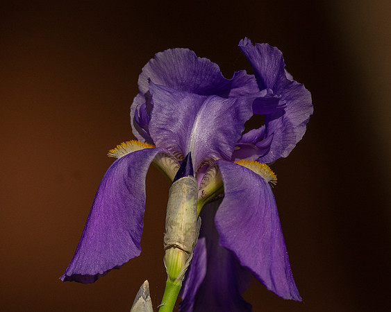 Iris 3