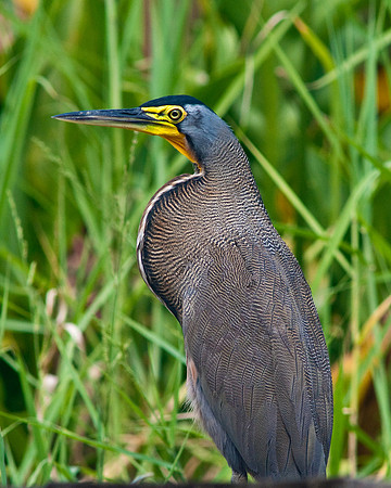 Tiger Heron 3