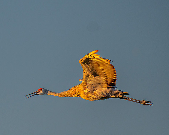 Crane Flying
