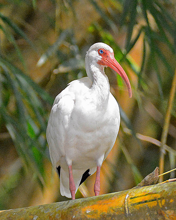 White Ibis 4