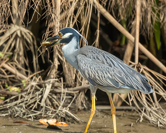 Yellow Crowned Heron 5