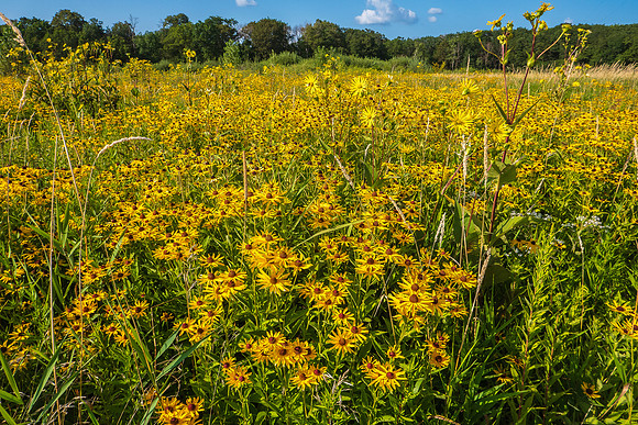 Sunflower Field