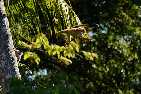 Flying Monkey