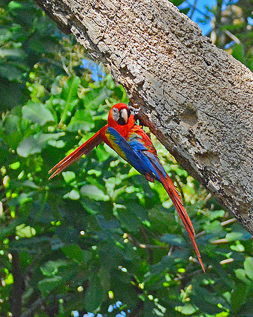 Scarlet Macaw 8
