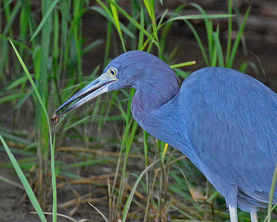 Little Blue Heron 3