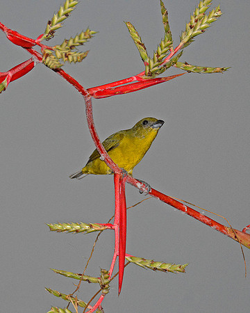 Female Euphonia 2