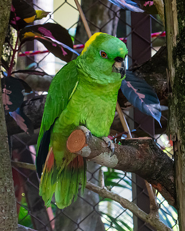 Parrot 3