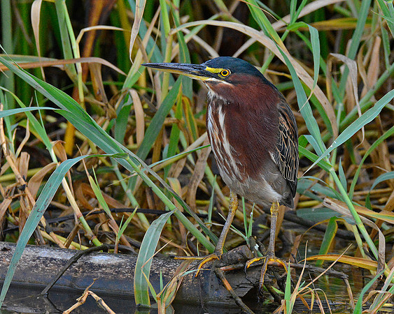 Green Heron 5