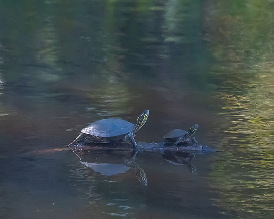 Turtle Family