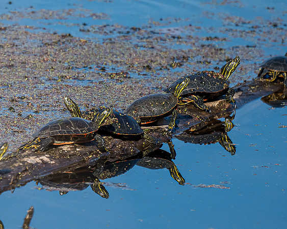 Turtle Party