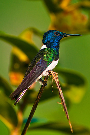 White Necked Jacobin