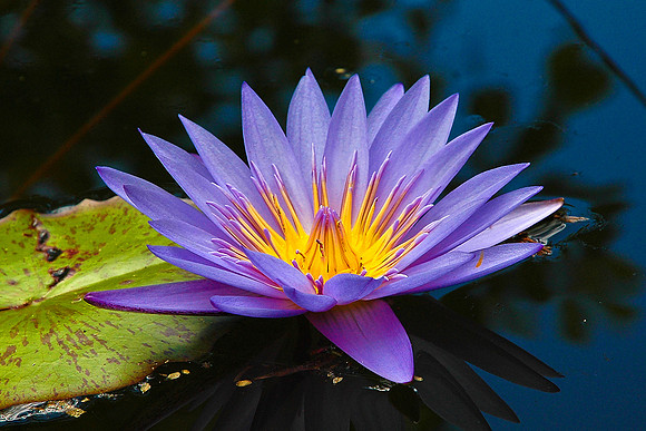 Purple Water Lily