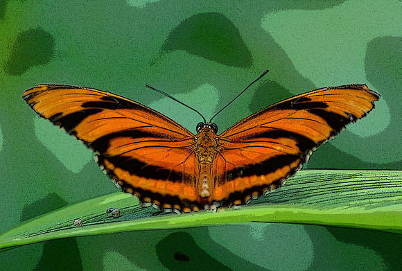 Rare Tiger Butterfly