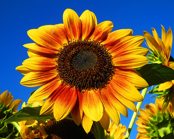 Sunny Sunflower