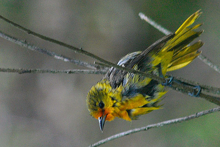 Oriole Female