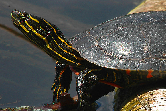 Box Turtle