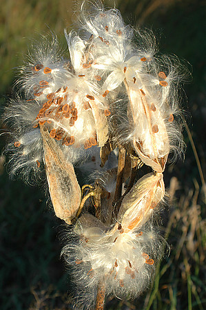 Sunny Milkweed