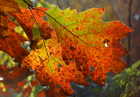 Colorful Oak