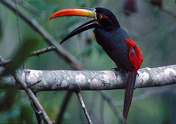 Fiery Billed Aracari 3