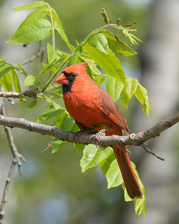 Cardinal