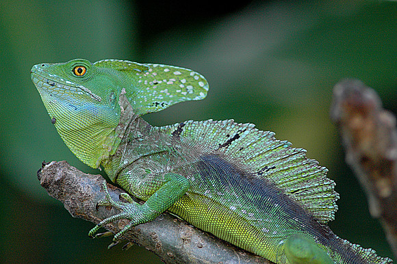 Jesus Lizard