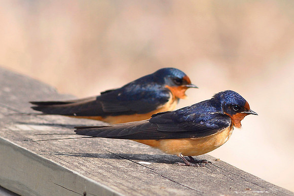 Barn Swallows