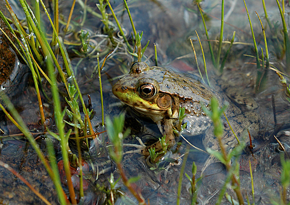 Green frog