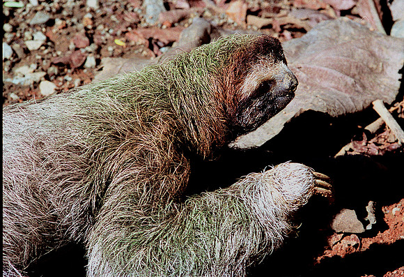 Three Toed Sloth 2