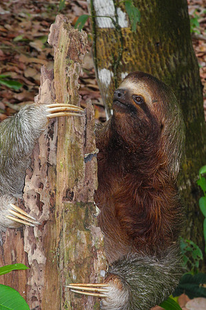 Three Toed Sloth 1