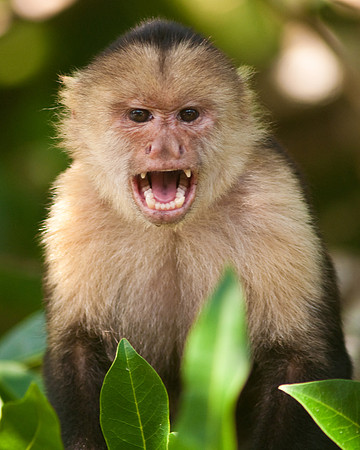 White Faced Monkey 1