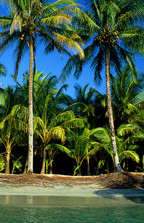 Bocas del Toro