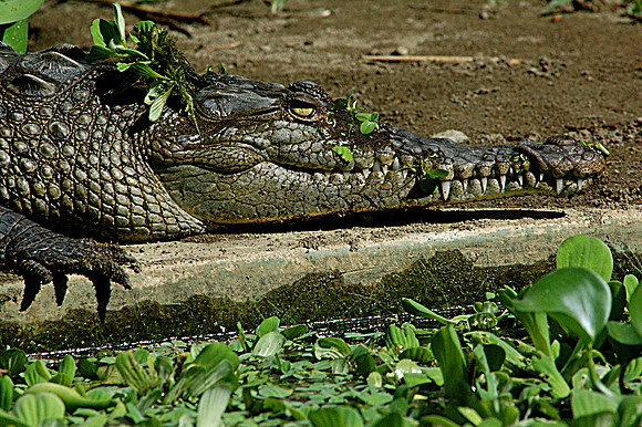 American Crocodile
