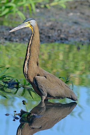 Bare Throated Tiger Heron