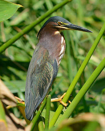 Green Heron