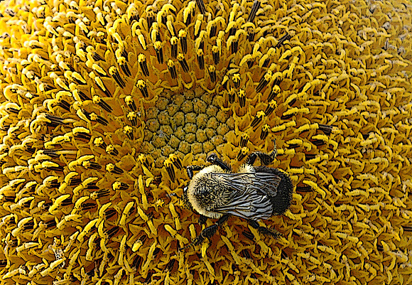 Sunflower Snack
