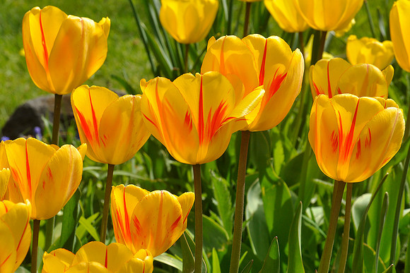 Yellow Tulips