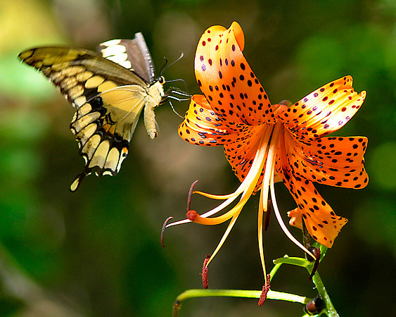 Swallowtail