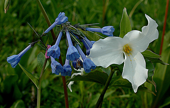 Spring Boquet