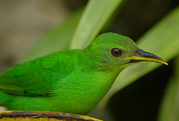 Green Honeycreeper Female