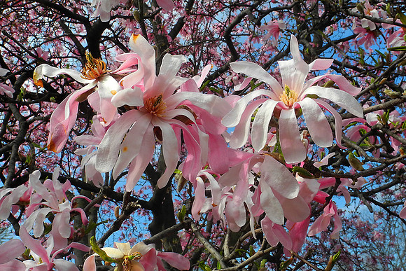 Spring Buds