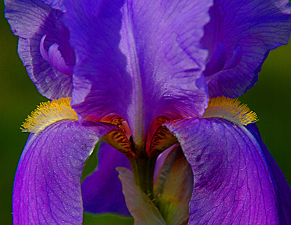 Purple Iris