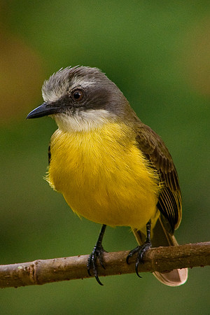 Gray Capped Flycatcher
