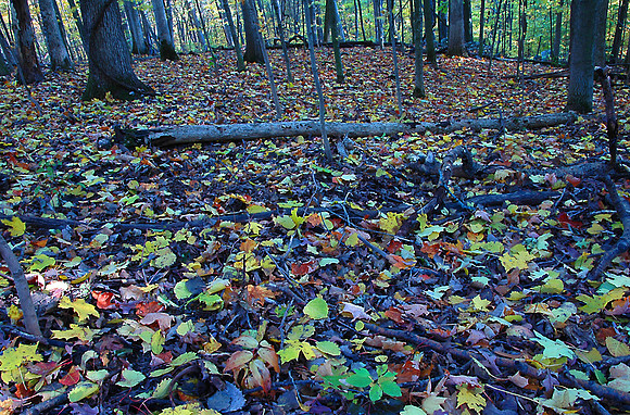 Fallen Leaves