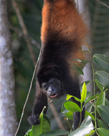 Howler Monkey 1