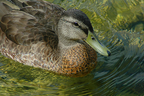 Mallard female
