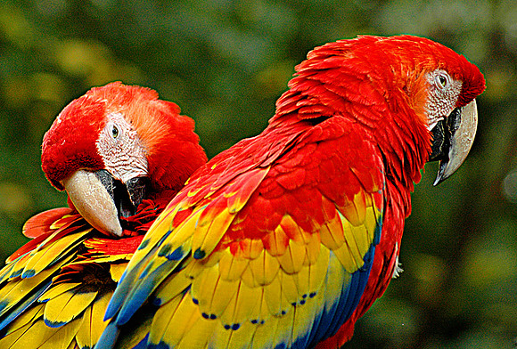 Scarlet Macaw 1
