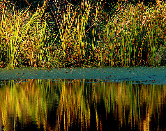 Reflecting Reeds