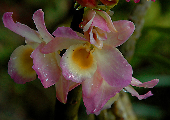 Pink Orchid