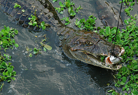 Croc Feeding