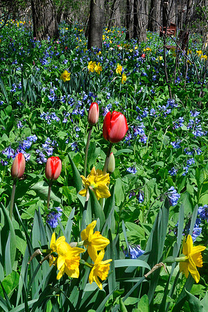 Bulb Bonanza